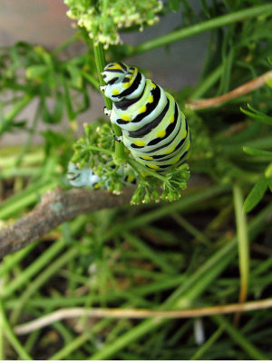 19 AUG 06 EATING SOME DILL