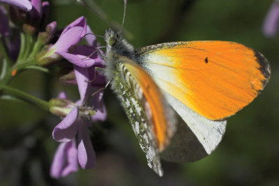 CRW_9361_.jpg