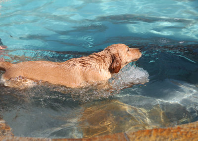 Lima Pool 56