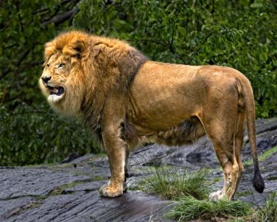 Lion116.jpg
