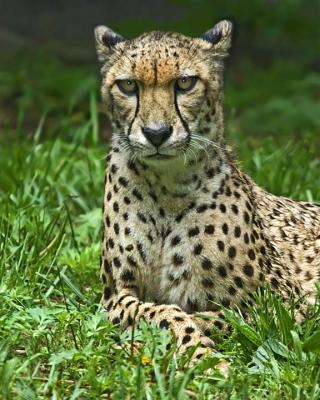 Cheeta 214.jpg