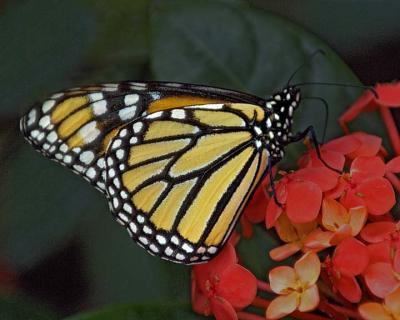 Butterfly 283.jpg