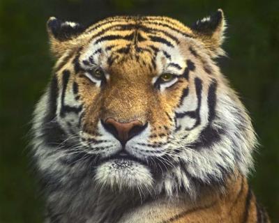 Tiger 015.jpg