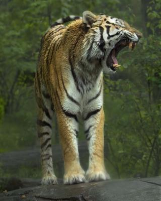 Tiger 051.jpg