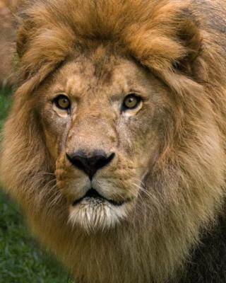 Lion 114.jpg