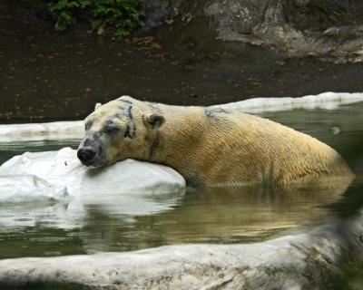 Polar Bear 079.jpg