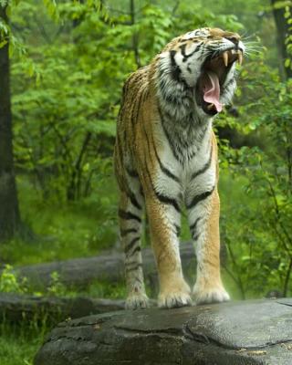 Tiger 050.jpg