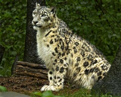 Snow leopard 082.jpg