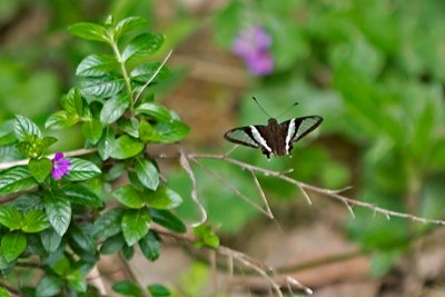 P (White Dragontail)