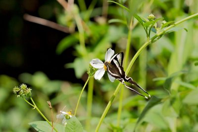 P (White Dragontail)