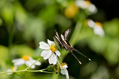 P (White Dragontail)