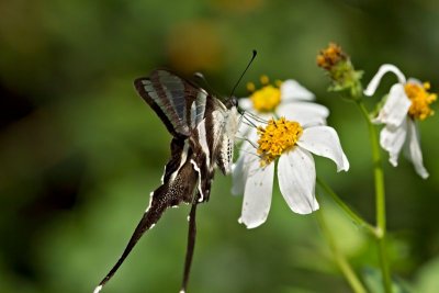 P (White Dragontail)