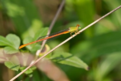 ye (Orange-tailed Sprite)