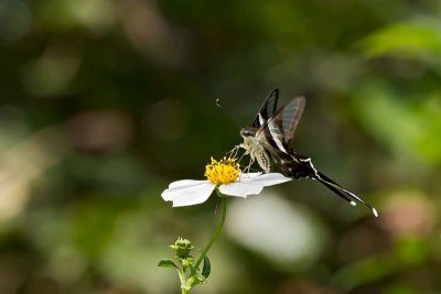 P (White Dragontail)