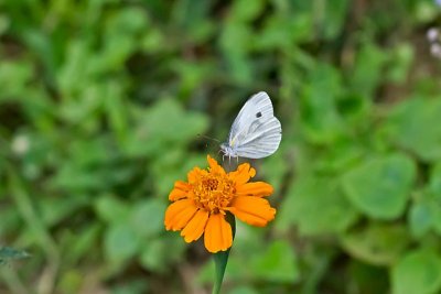 毻 (Small Cabbage White)