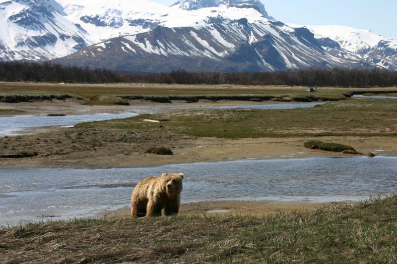 Brown Bear / Grizzly Bear