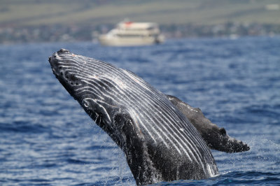Maui - March 2011 - Whale Watch Trip