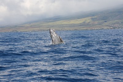 IMG_1206.jpg