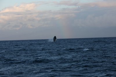 IMG_1386.jpg