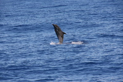 IMG_1495.jpg