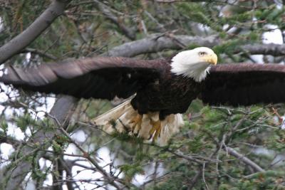 Bald Eagle in flight