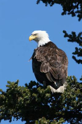 Bald Eagle perched in tree