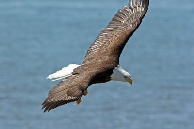 Bald Eagle in flight