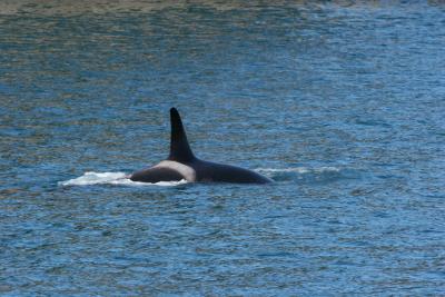 Killer Whale (Orca)