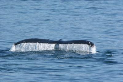 Humpback Whale