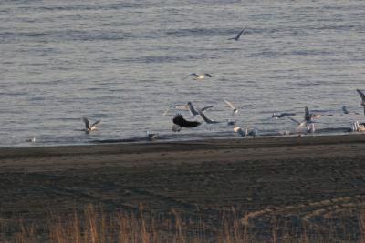 Eagle & Gulls on the beach at Beluga Point