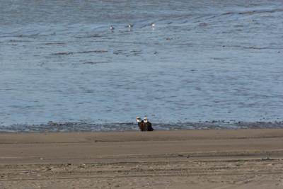 2 Eagles sitting on beach in Kenai