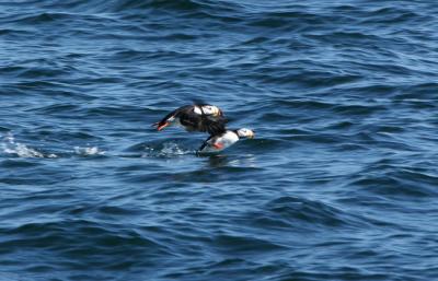 Puffins