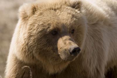 A close encounter with a 800+ lb Brown Bear also known as a Grizzly Bear