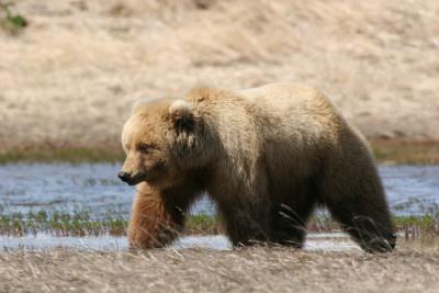 Brown Bear / Grizzly Bear