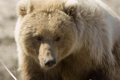 A close encounter with a Brown Bear / Grizzly Bear