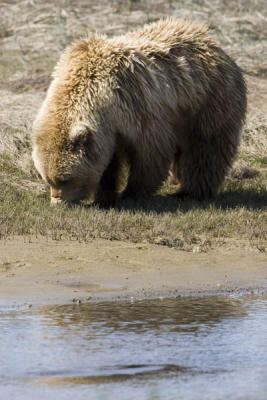 Brown Bear / Grizzly eating grass