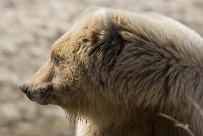 Brown Bear / Grizzly Bear Profile