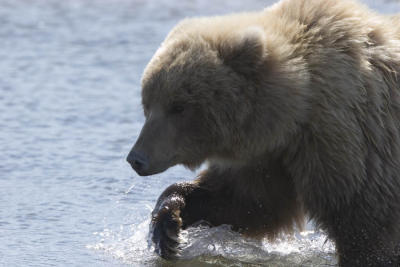 Brown Bear / Grizzly Bear Splashing