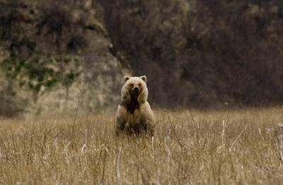 Brown Bear / Grizzly Bear Standing