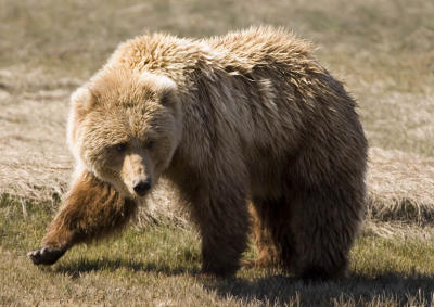 Brown Bear / Grizzly Bear Walking