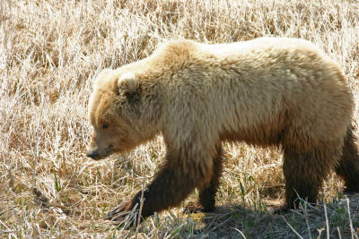 Brown Bear / Grizzly Bear