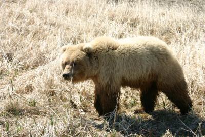 Brown Bear / Grizzly Bear