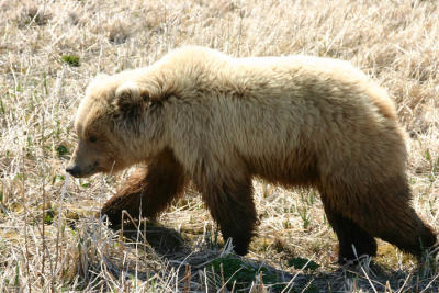 Brown Bear / Grizzly Bear