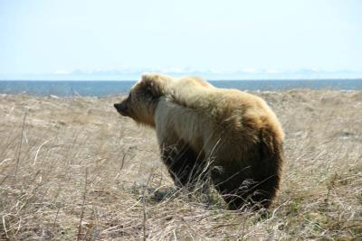 Brown Bear / Grizzly Bear