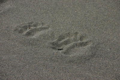 Brown Bear / Grizzly Bear footprints