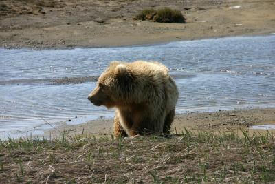 Brown Bear / Grizzly Bear