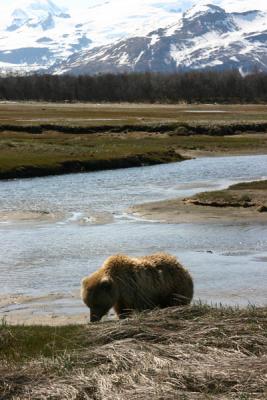 Brown Bear / Grizzly Bear