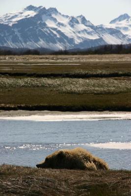 Brown Bear / Grizzly Bear