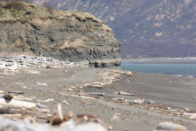 A Brown (Grizzly) Bear on the beach