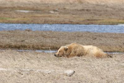 Sleeping Brown bear, also know as a Grizzly Bear